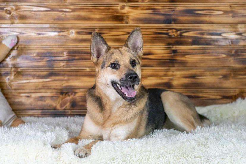 Собаки в Москве: Рыжая малышка Аврора в дар Девочка, 1 руб. - фото 2