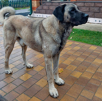 Объявление: Турецкий кангал (kangal shepher dog) вязка, 50 000 руб., Москва
