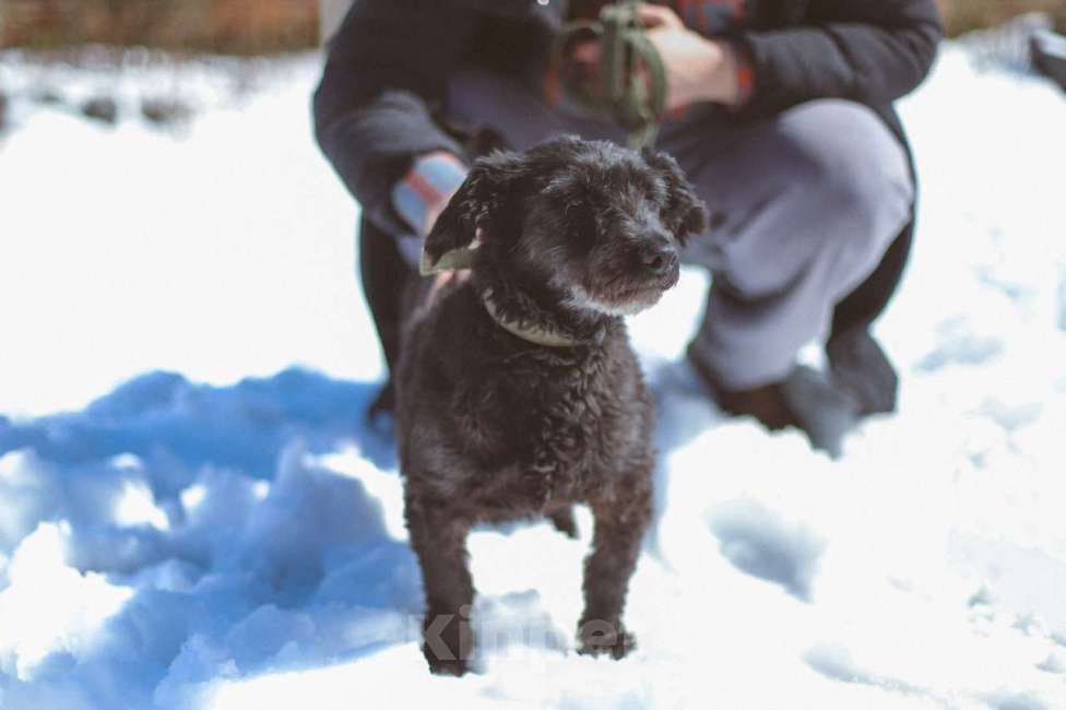 Собаки в Москве: Шанти, дружелюбная лохматая собачка в дар Девочка, Бесплатно - фото 2
