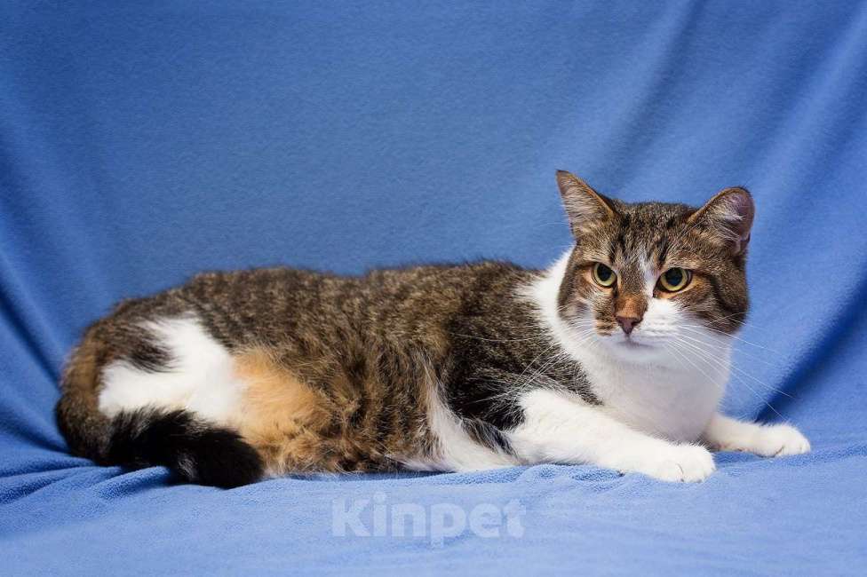 Кошки в Москве: Добрый, ласковый, домашний котик Семен Мальчик, Бесплатно - фото 1