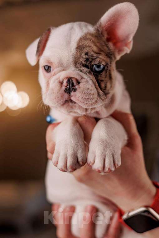 Собаки в Шахте: Французские булочки  Мальчик, 75 000 руб. - фото 5