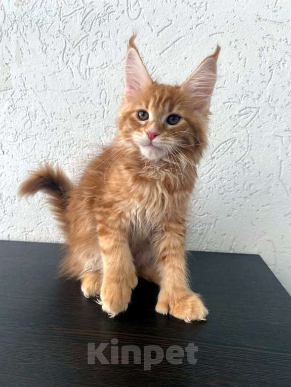 Кошки в Екатеринбурге: девочка полидакт Девочка, 35 000 руб. - фото 4