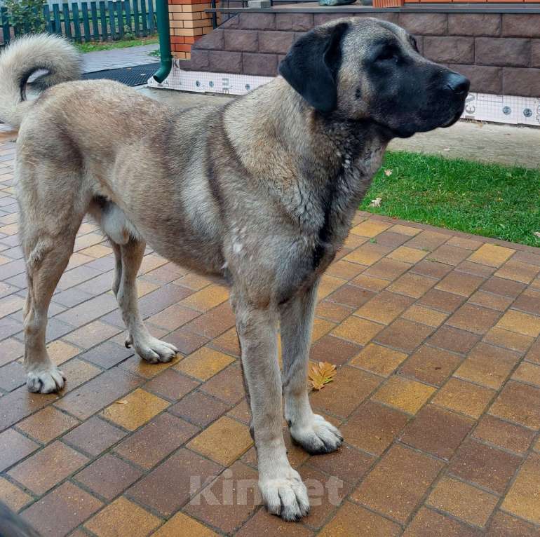 Собаки в Москве: Турецкий кангал (kangal shepher dog) вязка Мальчик, 50 000 руб. - фото 1