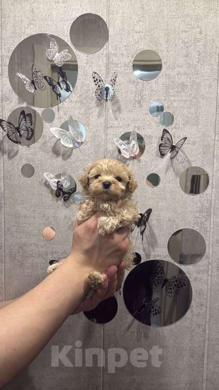 Собаки в Казани: Мальтипу F1  Девочка, 130 руб. - фото 6