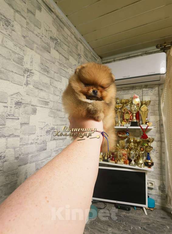 Собаки в Москве: Девочка померанского шпица из племенного питомника РКФ Девочка, Бесплатно - фото 1