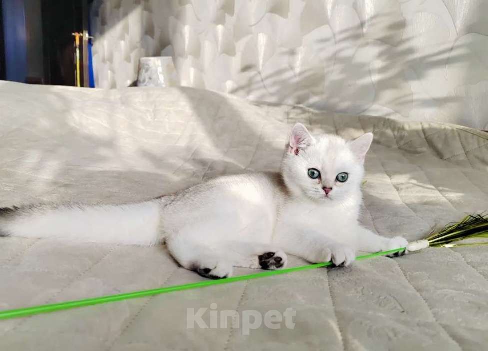 Кошки в Нижнем Новгороде: Синеглазая Девочка, 30 000 руб. - фото 2