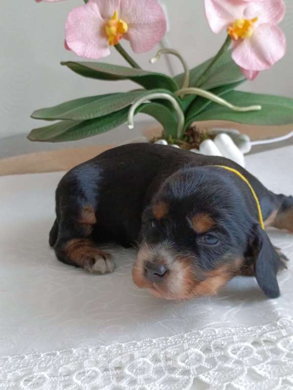 Собаки в Москве: Русский охотничий спаниель мальчик Мальчик, 50 000 руб. - фото 3