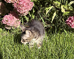 Кошки в Казани: Котята Девочка, Бесплатно - фото 2
