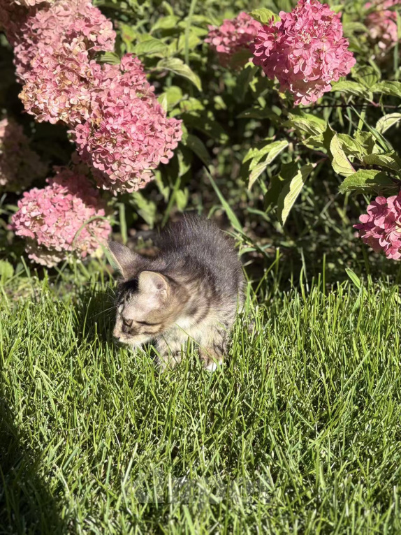Кошки в Казани: Котята Девочка, Бесплатно - фото 2