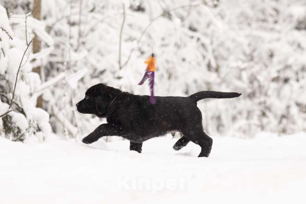 Собаки в Санкт-Петербурге: IRISLAV BRUNO Мальчик, 160 000 руб. - фото 2