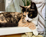 Кошки в Москве: Трёхцветная котенок Майя в добрые руки Девочка, 1 руб. - фото 2