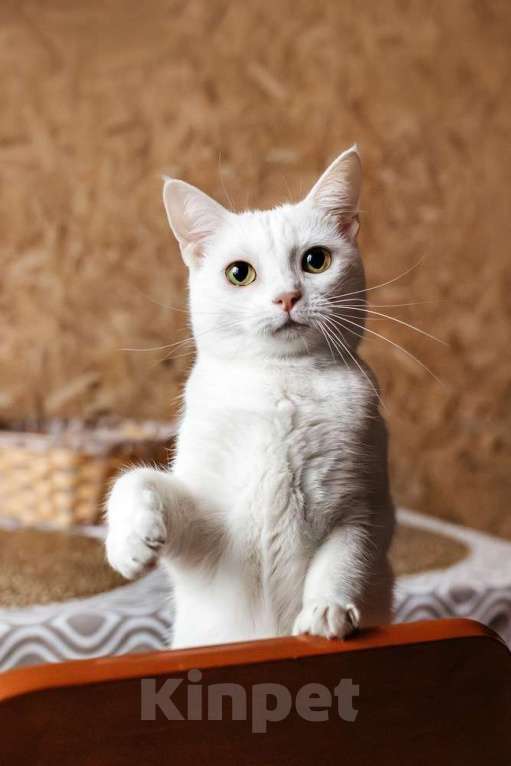 Кошки в Москве: Белая кошечка Коша ищет дом Девочка, 1 руб. - фото 10