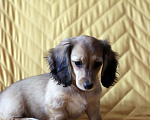 Собаки в Москве: Клубный щенок кремовой, миниатюрной таксы Девочка, 90 000 руб. - фото 4