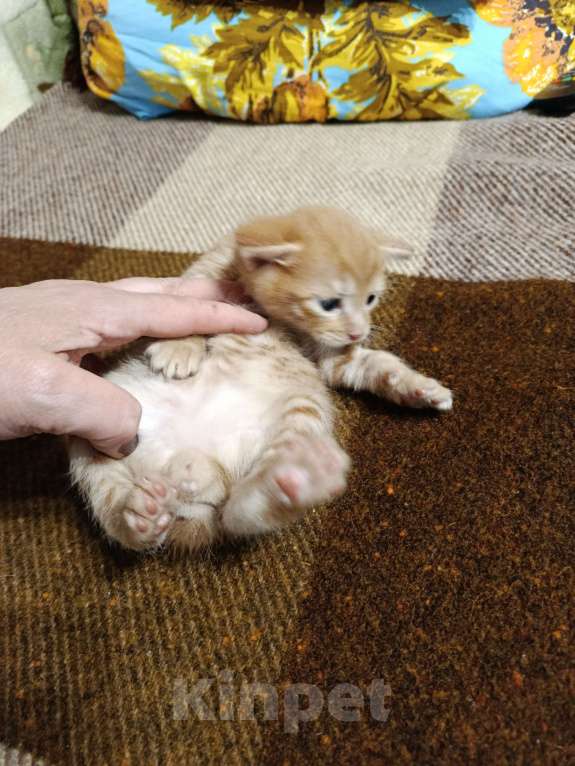 Кошки в других городах Московской области: Курильски бобтейл мальчишки Мальчик, Бесплатно - фото 7