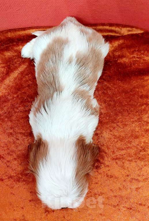 Собаки в Белгороде: Щенки кавалер кинг чарльз спаниель мальчики и девочки  Девочка, Бесплатно - фото 5