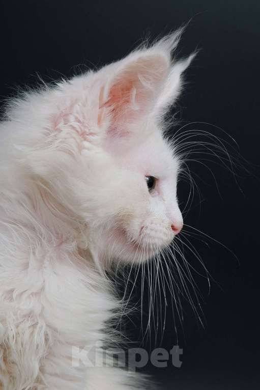 Кошки в Апрелевке: Купить котенка мейн-кун в Москве и области Мальчик, 50 000 руб. - фото 5