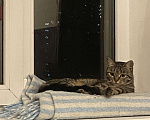 Кошки в Москве: Кошечка Ева в добрые руки Девочка, Бесплатно - фото 1