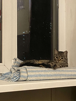 Кошечка Ева в добрые руки