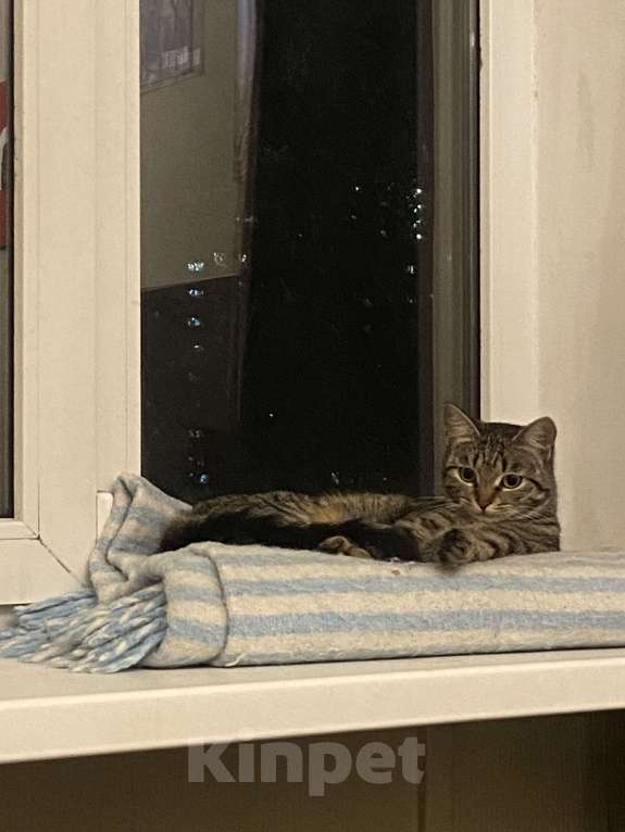 Кошки в Москве: Кошечка Ева в добрые руки Девочка, Бесплатно - фото 1