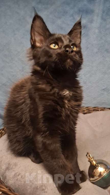 Кошки в Санкт-Петербурге: котята мейн кун Девочка, 40 руб. - фото 9