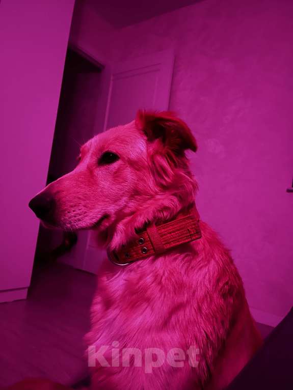 Собаки в Мурином: Золотистый ретривер в добрые руки  Девочка, Бесплатно - фото 3