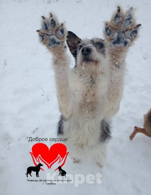 Собаки в Тамбове: Липисинка  Девочка, Бесплатно - фото 6