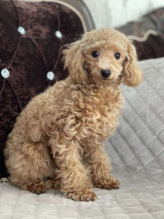 Собаки в Краснодаре: Девочка той-пудель мини Девочка, 120 000 руб. - фото 2