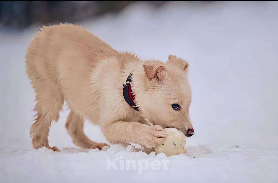 Собаки в Наро-Фоминске: Герцог якутенок команды ппбж Якутска Мальчик, Бесплатно - фото 4