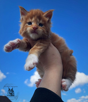 Котята мейн -куна