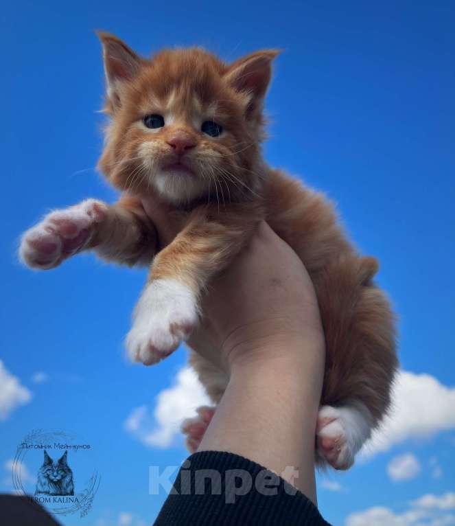 Кошки в Санкт-Петербурге: Котята мейн -куна Мальчик, 50 000 руб. - фото 1