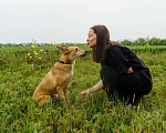 Собаки в Москве: КРАСАВИЦА ДУСЯ Девочка, Бесплатно - фото 6