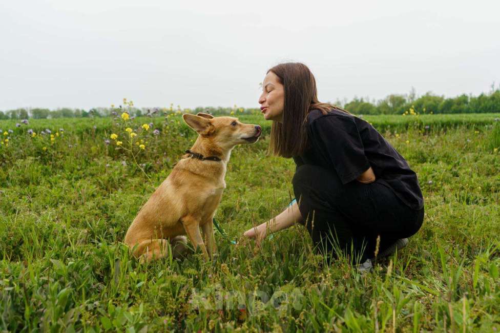 Собаки в Москве: КРАСАВИЦА ДУСЯ Девочка, Бесплатно - фото 6