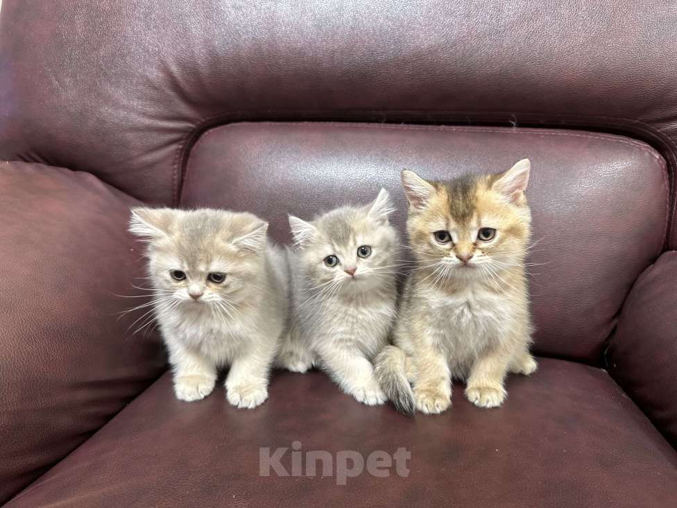 Кошки в Ростове-на-Дону: Шотландская шиншилла  Мальчик, 20 000 руб. - фото 8