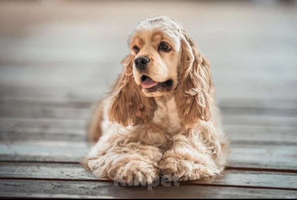 Собаки в Москве: Американский кокер спаниель  Девочка, 100 000 руб. - фото 5