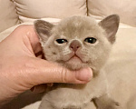 Кошки в Ростове-на-Дону: Котенок Девочка, 80 000 руб. - фото 1