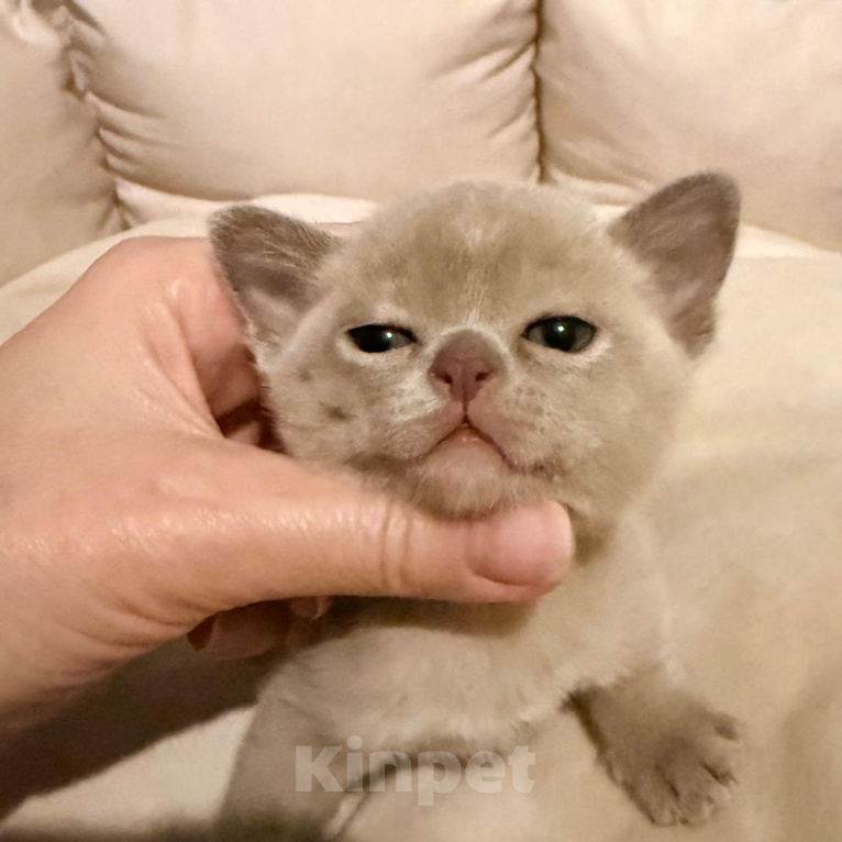 Кошки в Ростове-на-Дону: Котенок Девочка, 80 000 руб. - фото 1