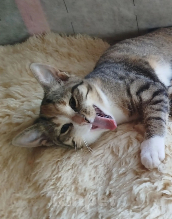 Кошки в Мурином: Котята в добрые руки Девочка, Бесплатно - фото 3