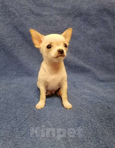 Собаки в Череповце: Щенки чихуахуа Мальчик, 30 000 руб. - фото 2