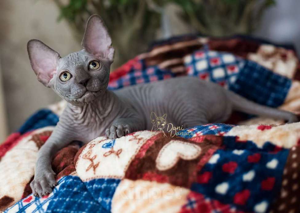 Кошки в Москве: Голубая кошечка Сфинкс Девочка, 48 000 руб. - фото 3