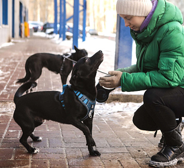 Коротколапый пес Бемби в добрые руки