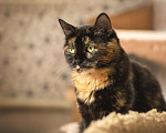 Кошки в Туле: Кошка-трёхцветка, 500 руб. - фото 5