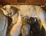 Кошки в Калязине: Отличные котята от породистых родителей, 1 000 руб. - фото 3