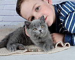 Кошки в Санкт-Петербурге: Голубой британский котенок Мальчик, 35 000 руб. - фото 5