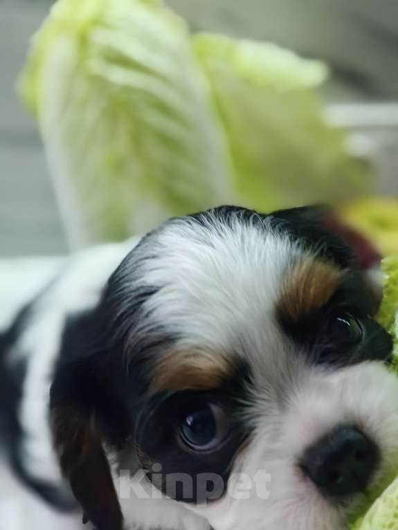 Собаки в Санкт-Петербурге: Кавалер Кинг Чарльз спаниель Мальчик, Бесплатно - фото 4