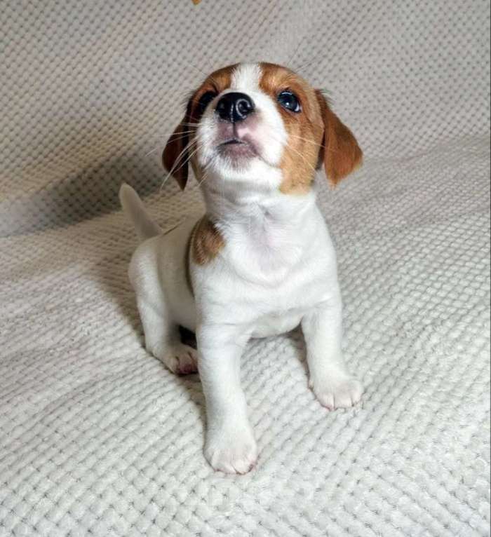 Собаки в Москве: Мальчик Джек Рассел терьера Мальчик, 55 000 руб. - фото 7