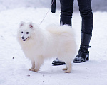 Собаки в Москве: Японский шпиц в добрые руки  Мальчик, Бесплатно - фото 1