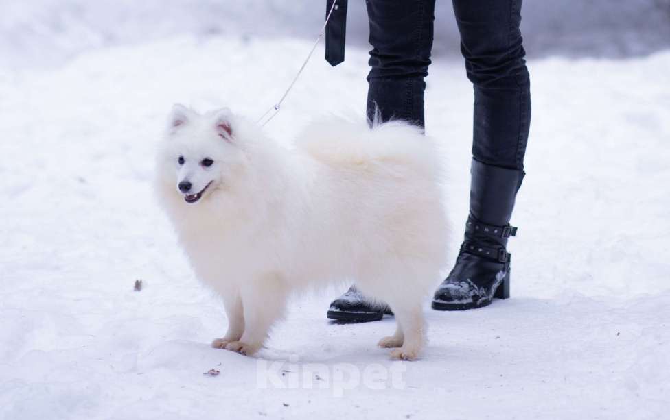 Собаки в Москве: Японский шпиц в добрые руки  Мальчик, Бесплатно - фото 1