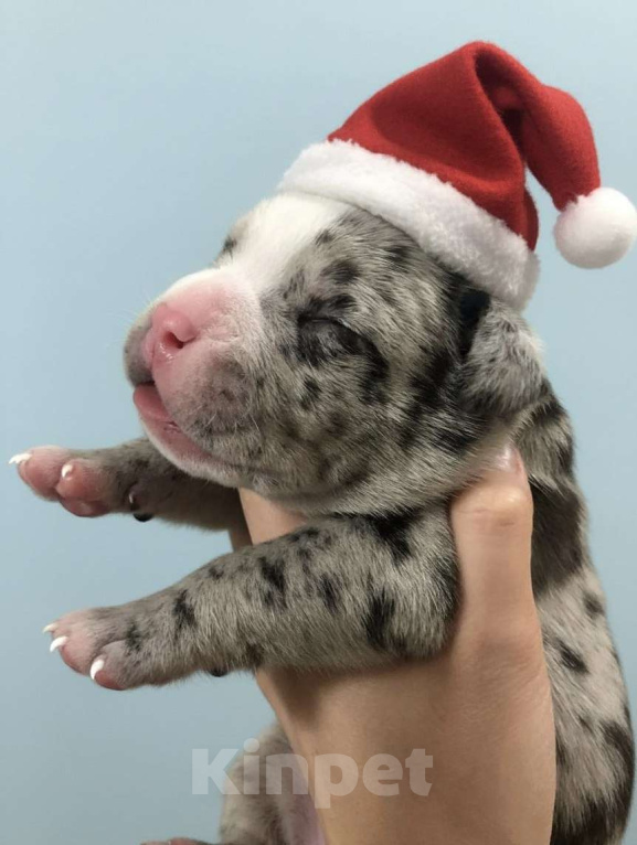 Собаки в Волгограде: Американский булли мальчик покет Мальчик, 100 000 руб. - фото 1