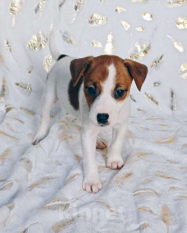 Собаки в других городах Московской области: Мальчик Парсон Рассел терьера Мальчик, 45 000 руб. - фото 2