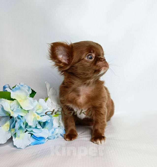 Собаки в Москве: Чихуахуа мальчик Мальчик, 35 000 руб. - фото 2